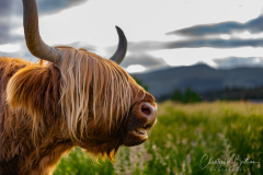 Hairy Cows