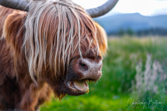 More Hairy Cows