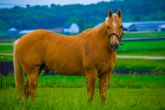 CountrysideHorse2